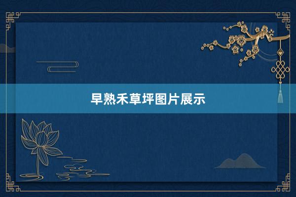 早熟禾草坪图片展示