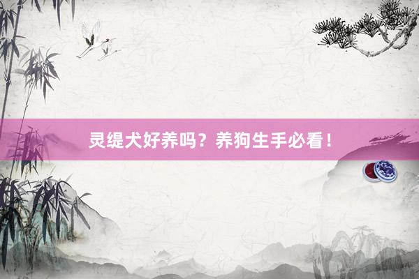 灵缇犬好养吗？养狗生手必看！